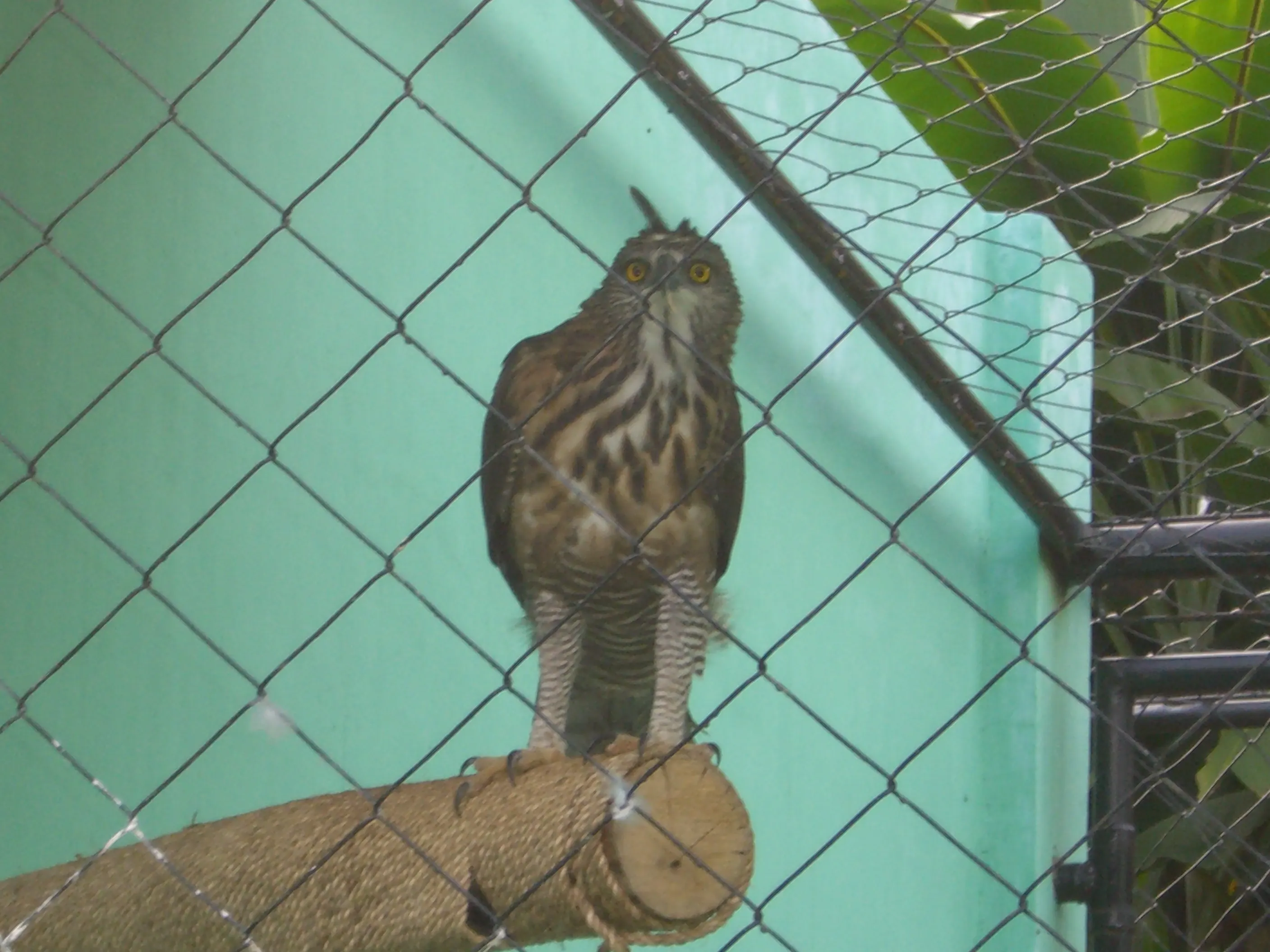 2006 Feb - Bird Park - Davao